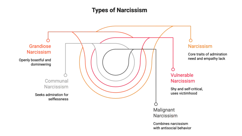 Diagrammet visar olika typer av narcissism: Grandios, Kommunal, Sårbar och Malign. Det ger en visuell förklaring av vad som kan menas med narcissist.